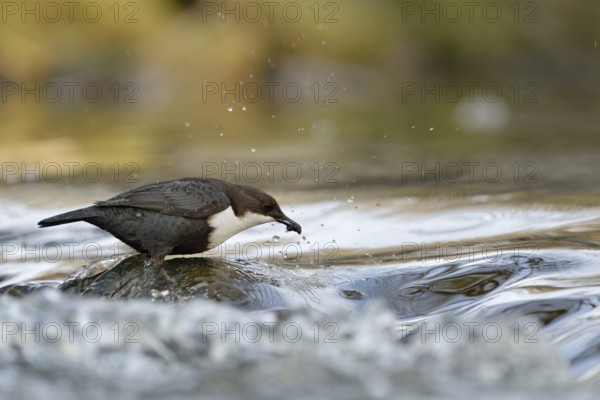Successful... White-throated Dipper (Cinclus cinclus) standing on a stone in the middle of flowing water, with prey in its beak, has caught caddis fly larva, native birdlife, wildlife, nature, Sauerland, North Rhine-Westphalia, Germany, Western Europe