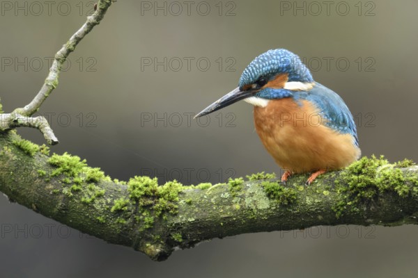 Cavity-nesting bird... Kingfisher (Alcedo atthis) with soil on its beak, probably just digging at its breeding den, now hunting, hunter, Lower Rhine, North Rhine-Westphalia, Germany, Western Europe