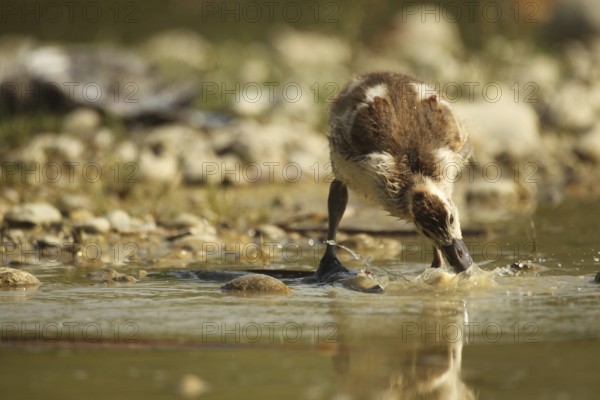 Egyptian goose (Alopochen aegyptiaca) young bird eating fish waste in a gravel pit, Allgäu, Bavaria, Germany, Allgäu, Bavaria, Germany