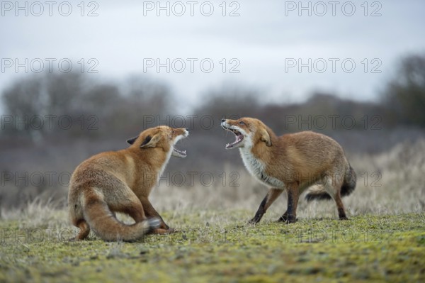 Snarling... Fox, red fox (Vulpes vulpes), two foxes, red foxes have come into conflict with each other during the breeding season, threaten each other, fight with each other, compete, show their teeth with wide open muzzle, native wildlife, nature