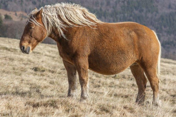 A brown horse with long hair is standing in a field. The horse seems to be looking to the left. Vosges, Haut rhin, Alsace, France