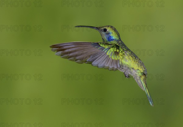 Green Violetear Hummingbird (Colibri thalassinus) - San Gerrardo de Dota, Costa Rica