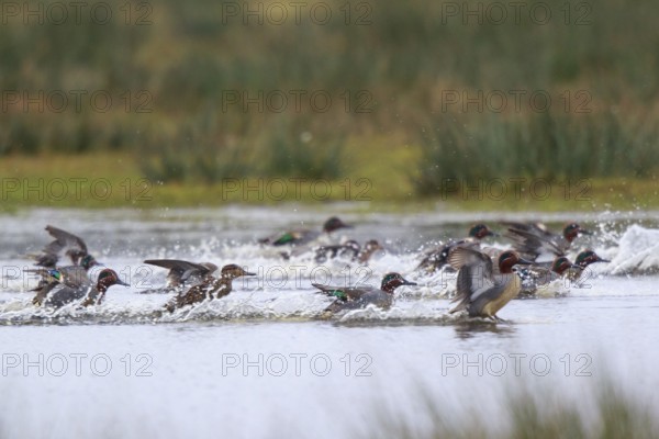 Eurasian Teal (Anas crecca) group landing, North Rhine-Westphalia, Germany