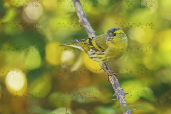Eurasian Siskin (Spinus spinus) male, Abruzzo, Italy