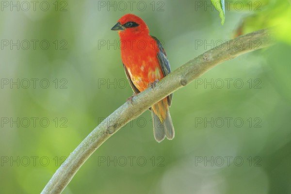 Red Fody (Foudia madagascariensis) male, Bird Island, Seychelles