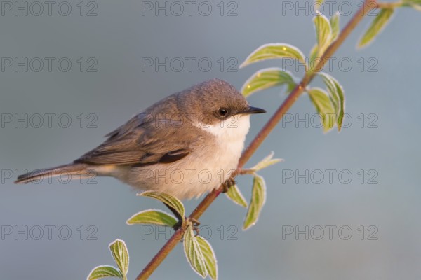 Lesser Whitethroat (Sylvia curruca), Baden-Wuerttemberg, Germany