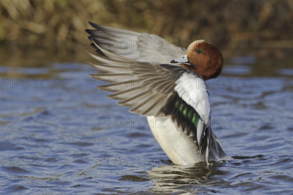 Eurasian Wigeon (Mareca penelope) male, Utrecht, Netherlands