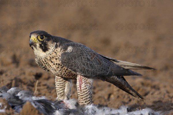 Peregrine Falcon (Falco peregrinus) female, Baden-Wuerttemberg, Germany