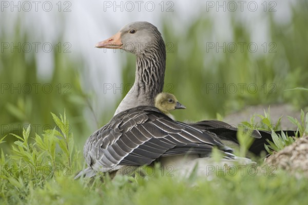 Greylag Goose (Anser anser) with chicks, Saxony, Germany