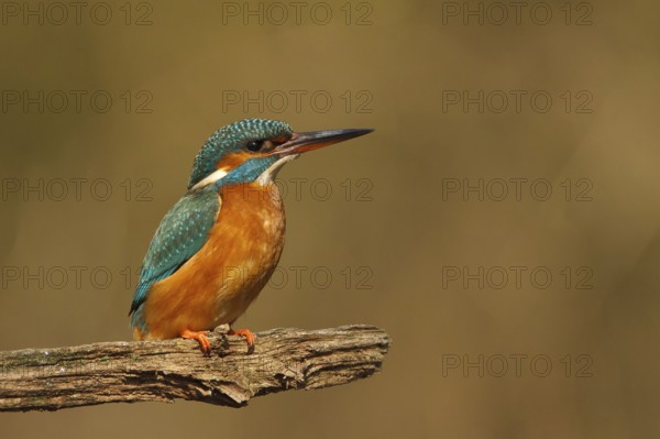 Common Kingfisher (Alcedo atthis) female, Utrecht, Netherlands