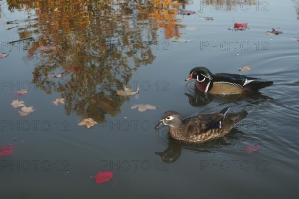 Wood Duck (Aix sponsa), Ohio, USA