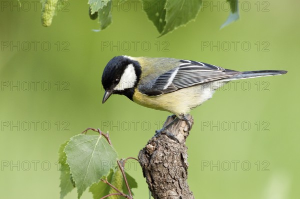 Great Tit (Parus major) male, St. Gallen, Switzerland