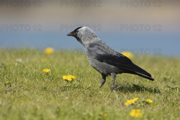 Western Jackdaw (Coloeus monedula) perched in a meadow, Mecklenburg-Western Pomerania, Germany