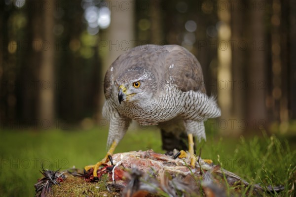 Goshawk with killed Common Pheasant on the moss in green forest, bird of prey in the nature habitat, Germany. Bird bahaviour, wildlife scene from nature. Hawk predator with catch