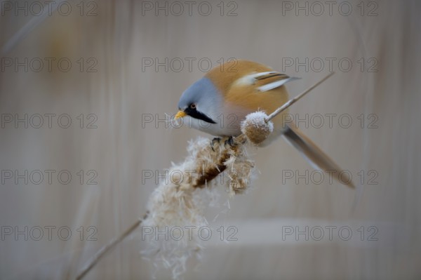 Bearded Reedling (Panurus biarmicus) male feeding on cattail seed, Thuringia, Germany