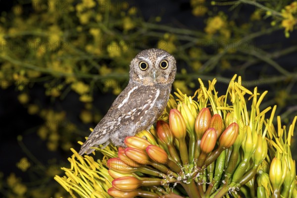 Elf Owl Micrathene whitneyi Tucson, Arizona, United States 3 May Adult Strigidae