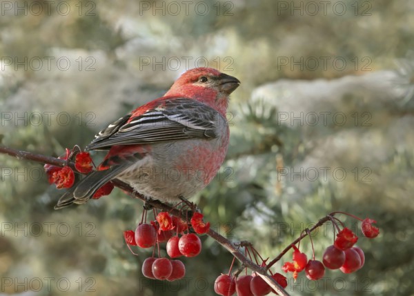 Pine Grosbeak (Pinicola enucleator) male, Saskatchewan, Canada