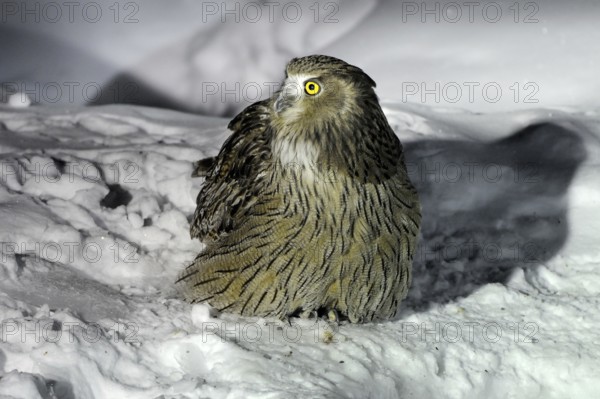 Blakiston's Fish Owl (Bubo blakistoni), Hokkaido, Japan