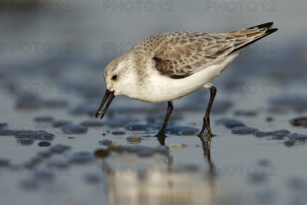 Drieteenstrandloper foerageren, Sanderling foraging