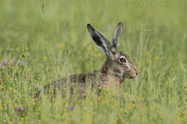 European Hare (Lepus europaeus) sitting in meadow, North Rhine-Westphalia, Germany