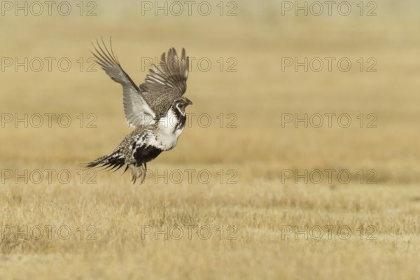 Sage Grouse (Centrocercus urophasianus) flying, California, USA