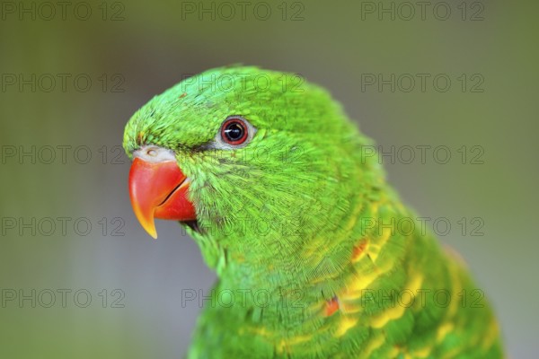 Scaly-breasted Lorikeet, Trichoglossus chlorolepidotus, green parrot, sitting on the branch, courtship love ceremony, Eastern Australia Detail portrait of green parrot. Bird in the nature