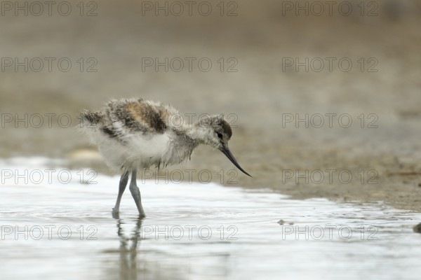 Pied Avocet (Recurvirostra avosetta) chick foraging, Texel, Netherlands