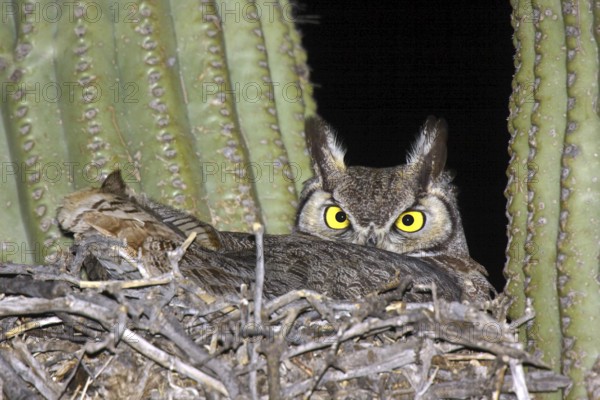 Great Horned Owl Bubo virginianus Tucson, ARIZONA, United States 18 March Adult on nest in Saguaro cactus. Strigidae