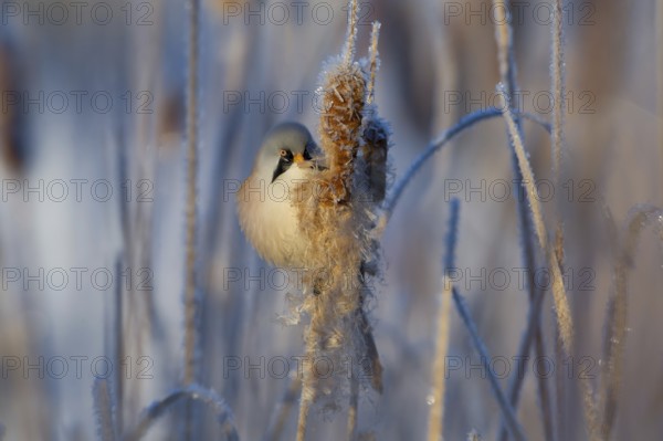 Bearded Reedling (Panurus biarmicus) male feeding on cattail seed, Thuringia, Germany