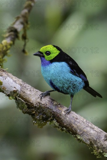 Paradise Tanager (Tangara chilensis) perched on a branch in the Amazon in Peru