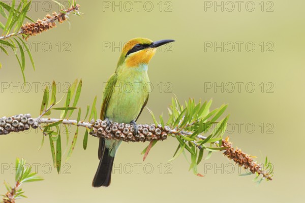 Rainbow Bee-eater (Merops ornatus) juvenile, Victoria, Australia