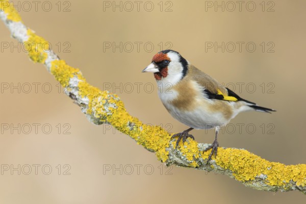 European Goldfinch (Carduelis carduelis) perched on a lichen branch, Poland