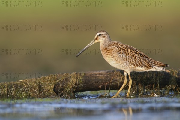 Short-billed Dowitcher (Limnodromus griseus), Ohio, USA