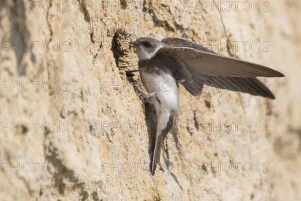 Sand Martin (Riparia riparia) building nest hole, North Rhine-Westphalia, Germany