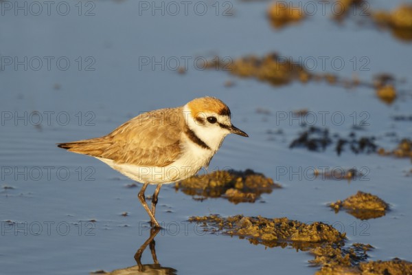 Kentish Plover (Charadrius alexandrinus) male, Mallorca, Spain