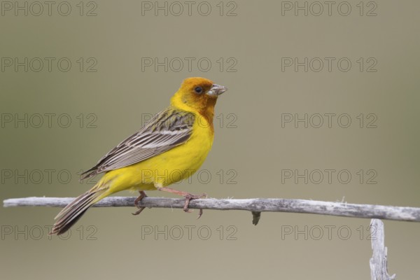 Red-headed Bunting - Braunkopfammer - Emberiza bruniceps, Kazakhstan, adult male
