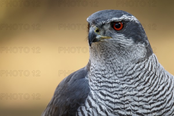 Northern Goshawk (Accipiter gentilis), adult male, Castile and Leon, Spain