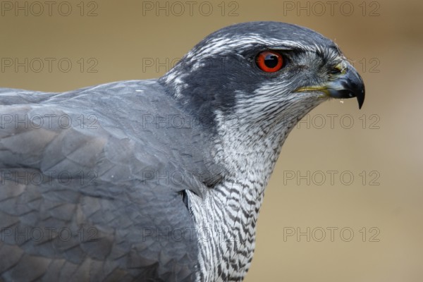 Northern Goshawk (Accipiter gentilis), adult male, Castile and Leon, Spain