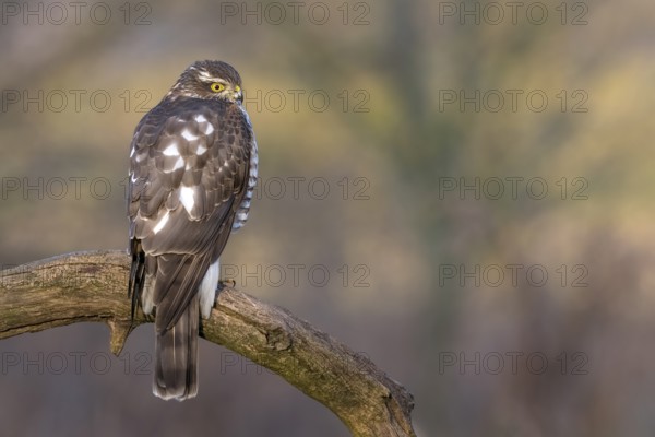 Eurasian Sparrowhawk (Accipiter nisus) female perched on a branch, Saxony-Anhalt, Germany