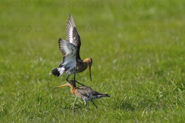 Uferschnepfe (Limosa limosa), Black-tailed Godwit, kaempfende Altvoegel, Mai, Nijkerk, Gelderland, Niederlande