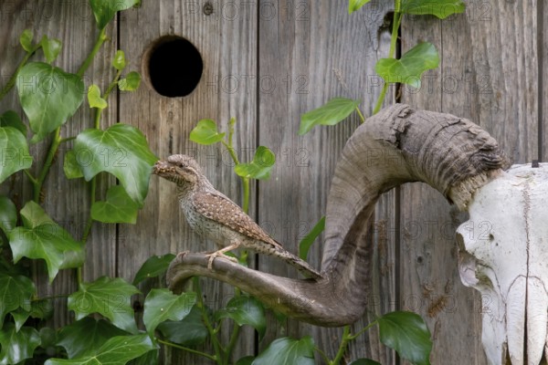 Eurasian Wryneck (Jynx torquilla) at nesting box, Saxony, Germany