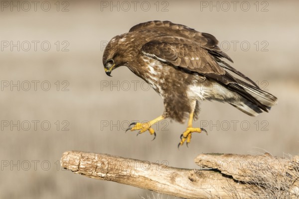 Common Buzzard (Buteo buteo) landing on a trunk, Castile-La Mancha, Spain