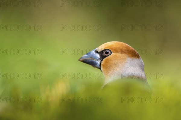 Hawfinch (Coccothraustes coccothraustes) male, Netherlands