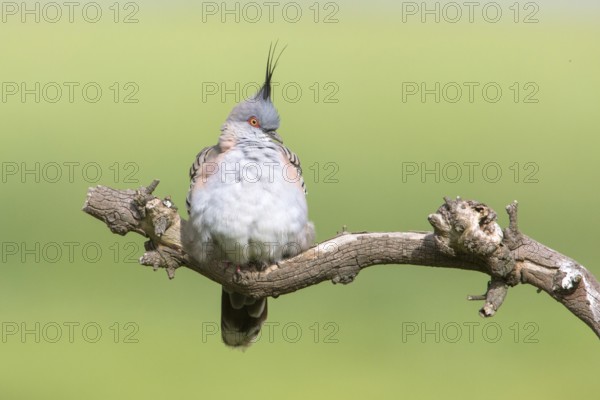 Crested Pigeon (Ocyphaps lophotes) perched on a branch, Victoria, Australia