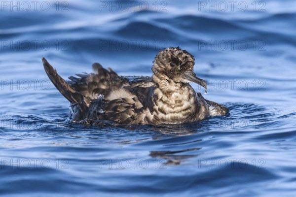 Sooty Shearwater (Ardenna grisea), Eilat, Israel