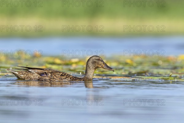Mallard (Anas platyrhynchos) juvenile, Mecklenburg-Western Pomerania, Germany