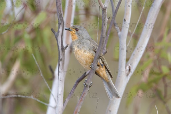 Red-lored Whistler (Pachycephala rufogularis) male perched on a branch, Victoria, Australia