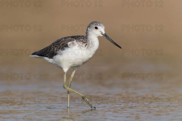 Common Greenshank (Tringa nebularia) foraging, Eilat, Israel