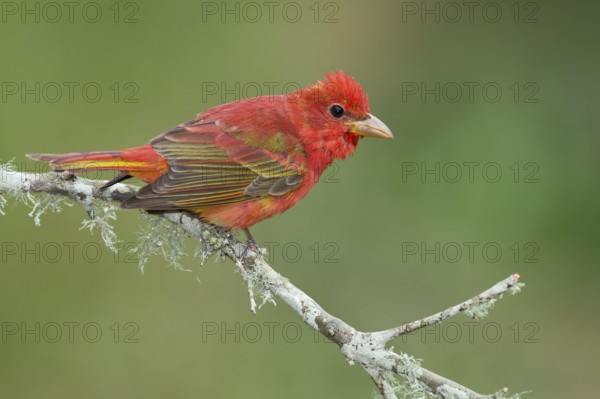Summer Tanager (Piranga rubra) male perched on a branch, Texas, USA