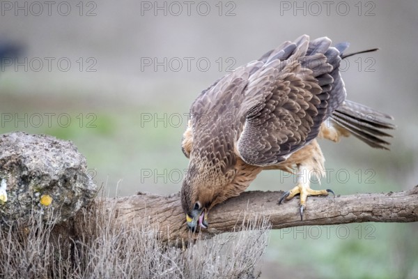 Bonelli's Eagle (Aquila fasciata) juvenile, Castile-La Mancha, Spain